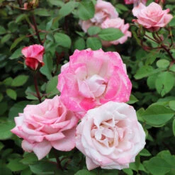 Pinkerbelle™ Rose -Garden Oasis Pinkerbelle Rose 5