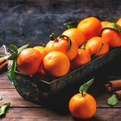 Pixie Mandarin Tree -Garden Oasis Pixie Mandarin Tree 3