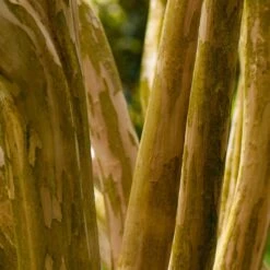 Pink Velour Crape Myrtle -Garden Oasis Pnk Velour Crape Myrtle