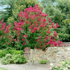 Pink Velour Crape Myrtle -Garden Oasis Pnk Velour Crape Myrtle 4 FGT