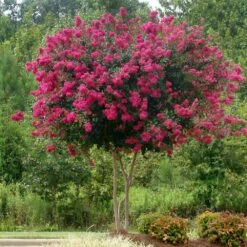 Pink Velour Crape Myrtle -Garden Oasis Pnk Velour Crape Myrtle 5 FGT