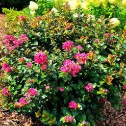 Pocomoke Crape Myrtle -Garden Oasis Pocomoke Crape myrtle 2