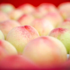 Polly Peach Tree 5 Polly Peach Tree -Garden Oasis Polly Peach 2