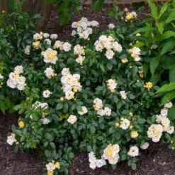 Popcorn Drift® Rose -Garden Oasis Popcorn Drift Rose 3