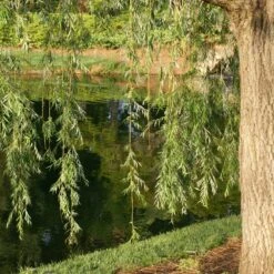 Prairie Cascade Weeping Willow -Garden Oasis Prarie Cascade Willow 2