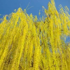 Prairie Cascade Weeping Willow -Garden Oasis Prarie Cascade Willow 3 FGT