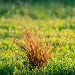 Prairie Fire Sedge -Garden Oasis Prarie Fire Sedge 5 FGT