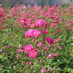 Pretty Polly® Pink Rose 7 Pretty Polly® Pink Rose -Garden Oasis Pretty Polly Pink