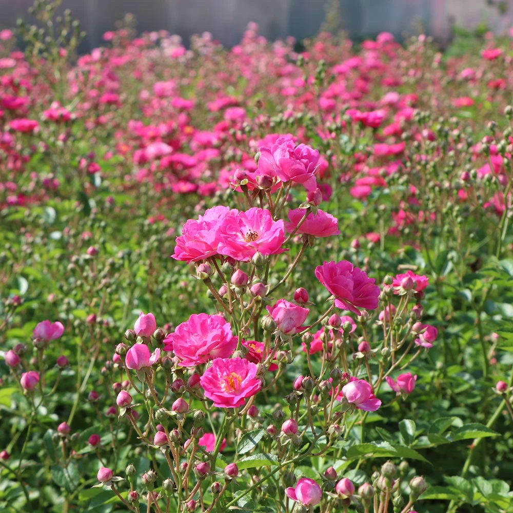 Pretty Polly® Pink Rose 3 Pretty Polly® Pink Rose - Image 3