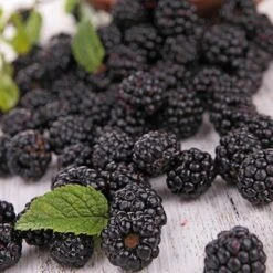Prime Ark Freedom Blackberry - USDA Organic -Garden Oasis Prime Ark Freedom Blackberries 2 450w 6eb9fce9 bbe8 4d18 aff3 ccaf8f5427c6
