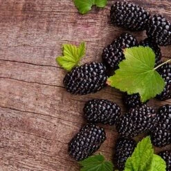 Prime Ark Freedom Blackberry - USDA Organic -Garden Oasis Prime Ark Freedom Blackberries 450w d5286eb3 bcc5 4d9f baed f30b1d6d3dee