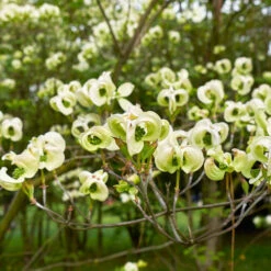 Mexican Flowering Dogwood Tree -Garden Oasis Pringle Mexican Dogwood 1