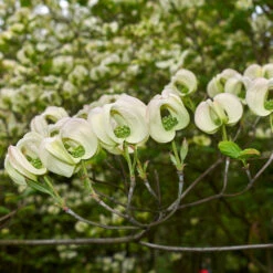 Mexican Flowering Dogwood Tree -Garden Oasis Pringle Mexican Dogwood 2