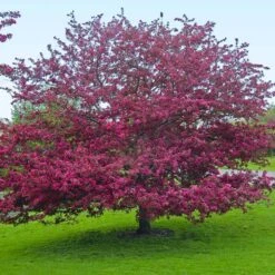Profusion Crabapple Tree -Garden Oasis Profussion Crabapple 5