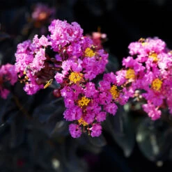 Black Diamond® Crape Myrtle - Purely Purple™ -Garden Oasis Purely Purple 1