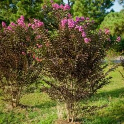Black Diamond® Crape Myrtle - Purely Purple™ -Garden Oasis Purely Purple 3