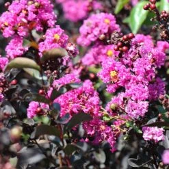 Black Diamond® Crape Myrtle - Purely Purple™ -Garden Oasis Purely Purple 4