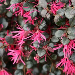 Purple Daydream® Dwarf Loropetalum -Garden Oasis Purple Daydream Loropetalum 1