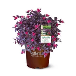 Purple Daydream® Dwarf Loropetalum -Garden Oasis Purple Daydream Loropetalum 2