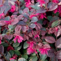 Purple Diamond® Semi-Dwarf Loropetalum -Garden Oasis Purple Diamond loropetalum 1