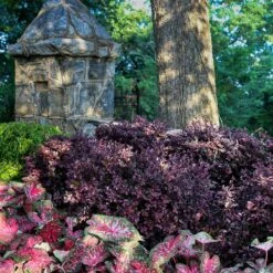 Purple Diamond® Semi-Dwarf Loropetalum -Garden Oasis Purple Diamond loropetalum 4