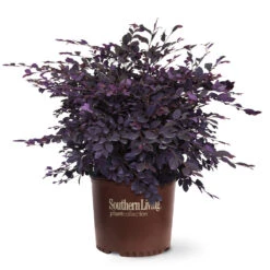 Purple Diamond® Semi-Dwarf Loropetalum -Garden Oasis Purple Diamond loropetalum 6