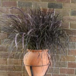 Purple Fountain Grass -Garden Oasis Purple Fountain Grass 1