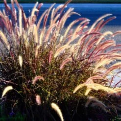 Purple Fountain Grass -Garden Oasis Purple Fountain Grass 2