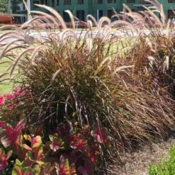 Purple Fountain Grass -Garden Oasis Purple Fountain Grass 4 FGT