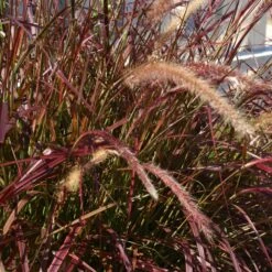 Purple Fountain Grass -Garden Oasis Purple Fountain Grass 5