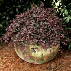Purple Pixie® Dwarf Weeping Loropetalum -Garden Oasis Purple Pixoe Loropetalum 2