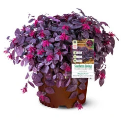 Purple Pixie® Dwarf Weeping Loropetalum -Garden Oasis Purple Pixoe Loropetalum 3