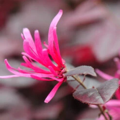 Purple Pixie® Dwarf Weeping Loropetalum -Garden Oasis Purple Pixoe Loropetalum 4