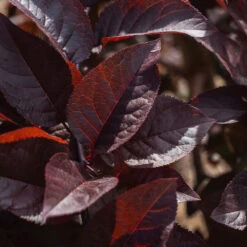 Purple Plunge Weeping Plum Tree -Garden Oasis Purple Plunge 9