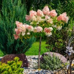 Quick Fire® Hydrangea Tree -Garden Oasis QyuickFire Hydrangea 1