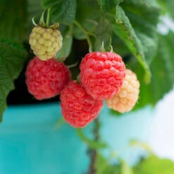 Bushel And Berry® Raspberry Shortcake® Bush 8 Bushel And Berry® Raspberry Shortcake® Bush -Garden Oasis Raspberry Shortcake 1