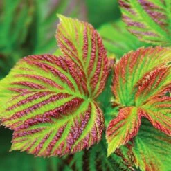 Bushel And Berry® Raspberry Shortcake® Bush 7 Bushel And Berry® Raspberry Shortcake® Bush -Garden Oasis Raspberry Shortcake 4