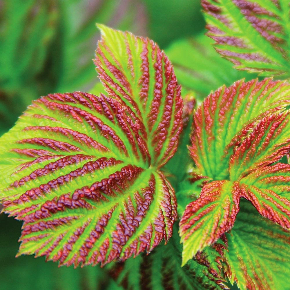 Bushel And Berry® Raspberry Shortcake® Bush 3 Bushel And Berry® Raspberry Shortcake® Bush - Image 3