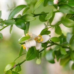 Red Finger Lime Tree -Garden Oasis Red FInger Lime 2 6caf0467 1911 48e7 a9fa babb0a6fffe5