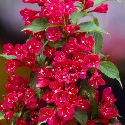 Red Prince Weigela Tree -Garden Oasis Red Prince Wegeila 1 FGT