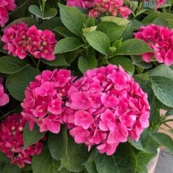 Red N' Pretty® Hydrangea Shrub -Garden Oasis Red and Pretty Hydrangea 2