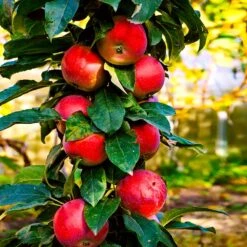 North Pole Columnar Apple Tree 6 North Pole Columnar Apple Tree -Garden Oasis Red Columnar Apple 3