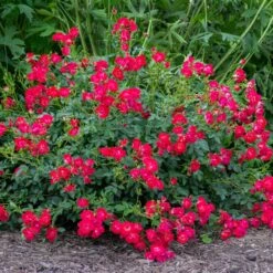 Red Drift® Rose -Garden Oasis Red Drift Rose 1