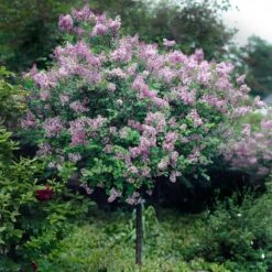 Red Pixie Lilac Tree -Garden Oasis Red Pixie Lilac Tree 2