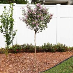 Red Pixie Lilac Tree -Garden Oasis Red Pixie Lilac Tree 4 FGT