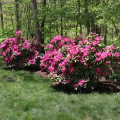 Red Rhododendron Shrub -Garden Oasis Red Rhododendron 1 FGT