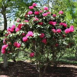 Red Rhododendron Shrub -Garden Oasis Red Rhododendron 3