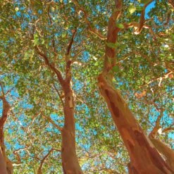 Red Rocket Crape Myrtle -Garden Oasis Red Rocket Crape Myrtle