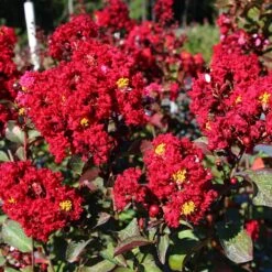 Red Rocket Crape Myrtle -Garden Oasis Red Rocket Crape Myrtle FGT 2jpg