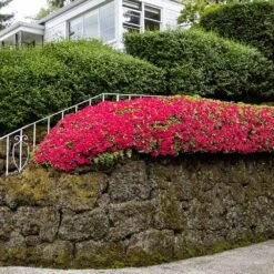 Red Ruffles Azalea Shrub -Garden Oasis Red Ruffles Azalea 7